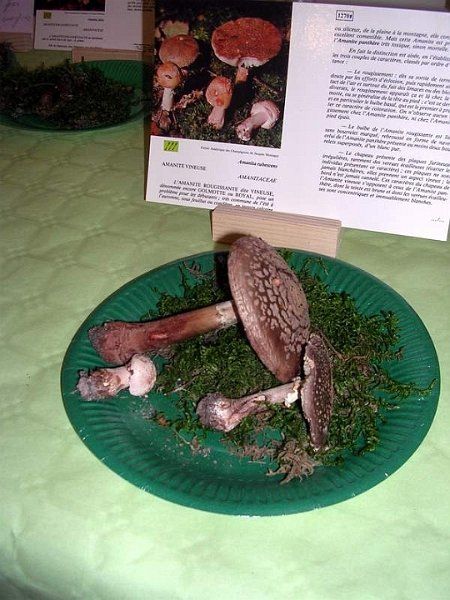 Expo champignons a St Leger 31
